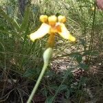 Trimezia juncifolia Flower