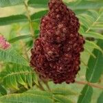 Rhus typhina花