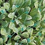 Saxifraga hostii Likasa