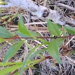 Embelia angustifolia Leaf