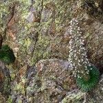 Saxifraga florulenta Habitus