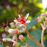 Miconia mirabilis Flor