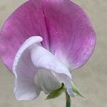 Lathyrus odoratus Flor