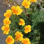 Eschscholzia californicaFlower