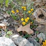 Crocus flavus 形態