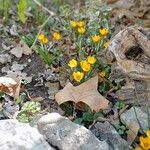 Crocus flavus Habit