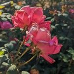 Rosa cinnamomea Flors