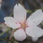Prunus pedunculata Blomst