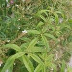 Aloysia citriodora Blad