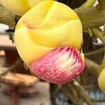 Couroupita guianensis Λουλούδι