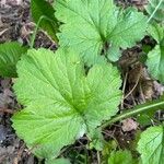 Geum macrophyllum叶