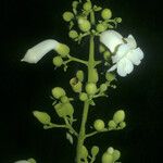 Amphilophium elongatum Flor