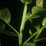 Humiria balsamifera Corteza