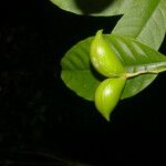 Tabernaemontana longipes Frukt