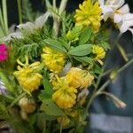 Trifolium patens Kukka