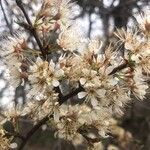 Prunus americana Flor