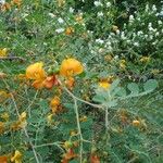Colutea orientalis Flower