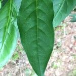 Brunfelsia pauciflora برگ