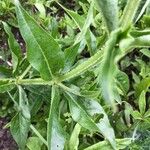 Rubia tinctorum পাতা