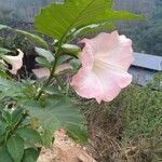 Brugmansia suaveolens ᱮᱴᱟᱜ