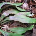 Chamaelirium luteum Leaf