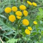 Tanacetum vulgareFlower