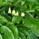 Polygonatum biflorum Φύλλο