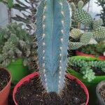 Pilosocereus pachycladus List