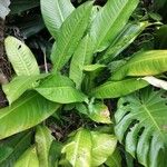 Dieffenbachia longispatha Ліст