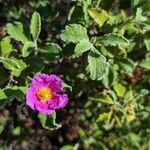 Cistus creticusFlower