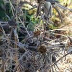 Pallenis spinosa Fruit