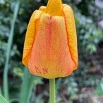 Tulipa grengiolensis Flower