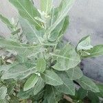 Calotropis gigantea Leaf