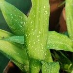 Aspidistra lurida List