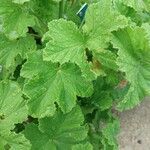 Pelargonium vitifolium 葉