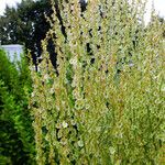 Rumex thyrsiflorus Fruit