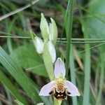 Ophrys apifera പുഷ്പം