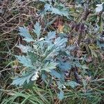 Artemisia vulgaris Habit