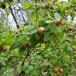 Crataegus germanica Blatt