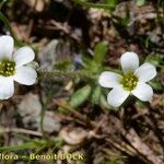 Saxifraga androsacea Habitus