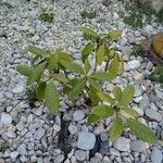 Rhododendron sinogrande Blad