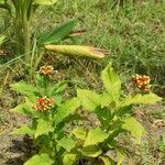 Rauvolfia serpentina Blodyn