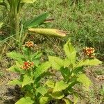 Rauvolfia serpentina Flower