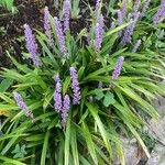 Liriope muscari 整株植物