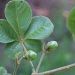 Vitex madiensis Folha