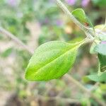 Prostanthera ovalifolia Leaf