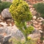 Ferula communisFlor