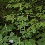 Agastache nepetoides Habit