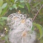 Clematis campestris Fruto