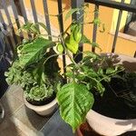 Capsicum chinense Fruit